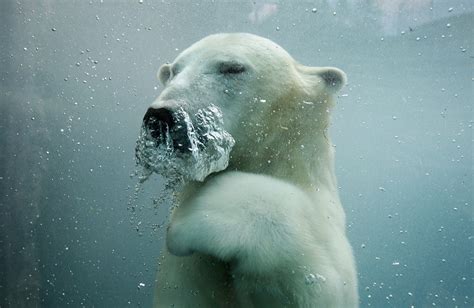 What Is The Arctic Melt Will Polar Bears Go Extinct By 2100