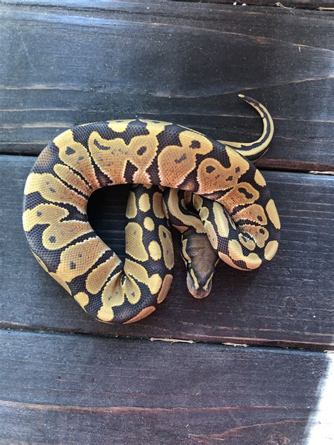 Z Out Of Stock Orange Ghost Ball Python Cb Female 2020