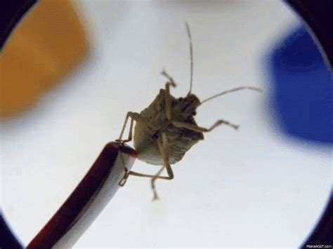 Stink Bugs GIF Stink Bugs Insect Descobrir E Compartilhar GIFs