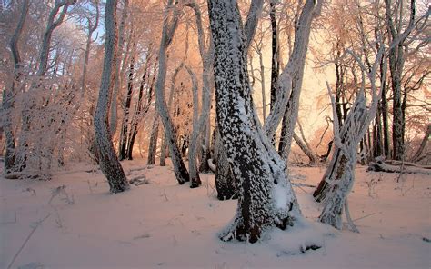 Winter Snow Trees Forests Magic Wand Frost Janek