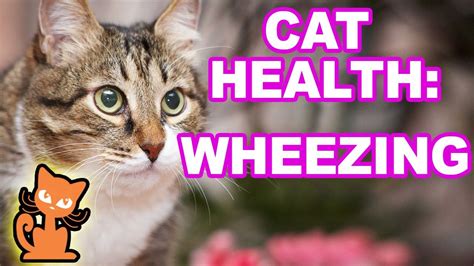 This cat is not sneezing/wheezing then i would say kitty# 1 has allergies and no dental problems. Cat Wheezing: What should I do if my cat is wheezing ...