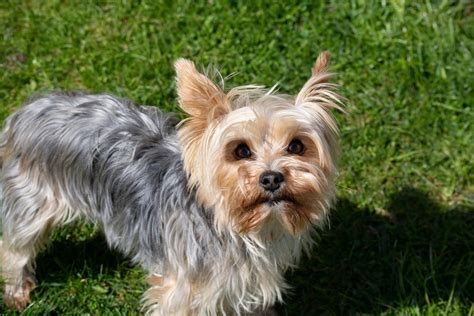 Profile Anjing Yorkshire Terrier