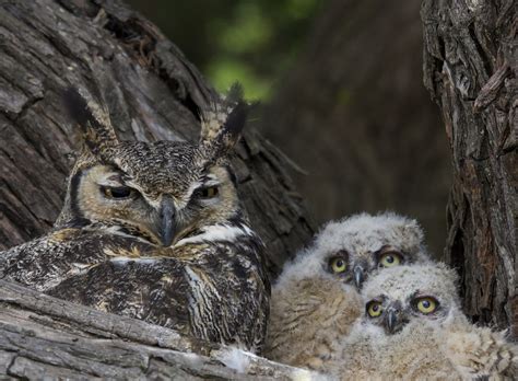 5 Facts About The Great Horned Owl Including A Winter Baby Jakes