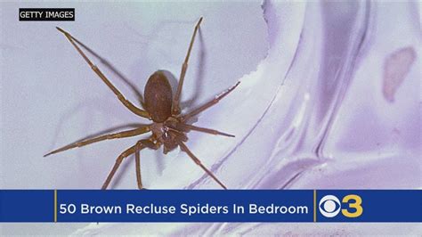 Woman Finds Nearly 50 Brown Recluse Spiders In Her Bedroom Youtube
