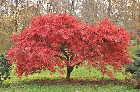 One of the Best Japanese Maple Variety: Beni-Maiko - LolaFlora Blog