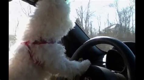 Bichon Frise Learning To Drive Youtube