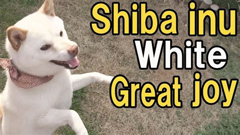 Shiba Inu Great Joy （white Shiba Dog） Youtube