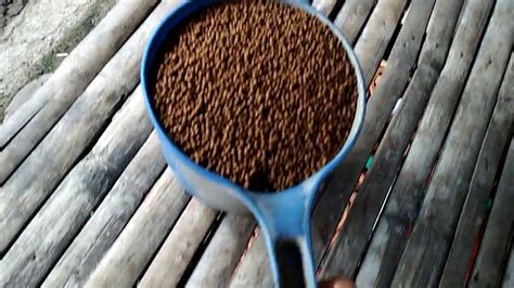 Sometimes gets on anglers nerves. IKAN GURAME - cara memberikan pakan pada ikan gurame yang ...