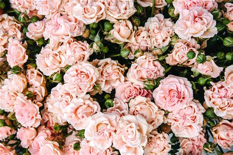 See more ideas about pink, harajuku lolita, tickled pink. Light pink roses | High-Quality Nature Stock Photos ...