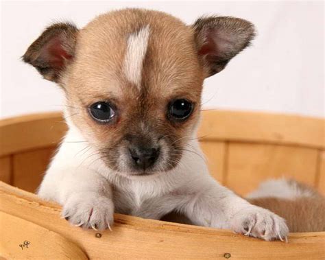 What requirements are there for listing my chihuahua dog or puppy? Chihuahua Puppies For Sale Ohio | PETSIDI