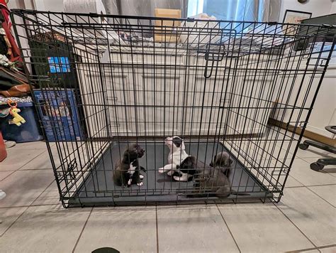 Pet Supplies for sale in Apple Valley, California | Facebook Marketplace