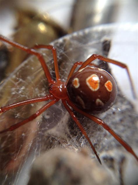 The Deadliest Spiders In The World Worldatlas