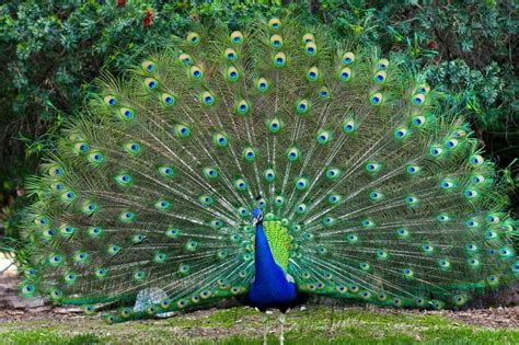 Why Do Peacocks Dance In The Rain Science Abc Peacock Pictures