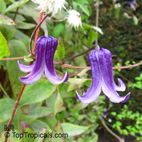 We did not find results for: Clematis sp., Clematis, Old Man's Beard, Traveler's Joy ...