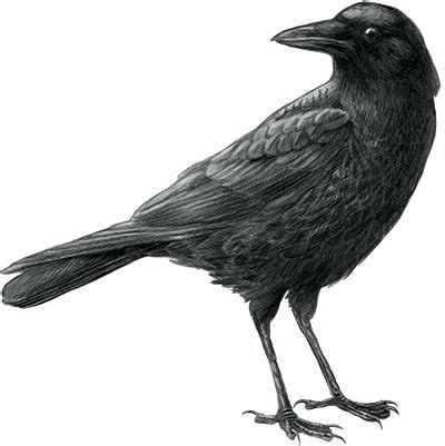 Resultado De Imagen De Crow Drawing Crows Drawing Crow Pictures Crow Art