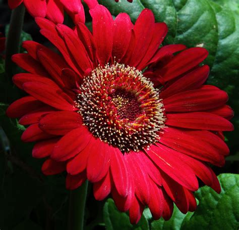Large Red Daisy Flowers Free Nature Pictures By Forestwander Nature