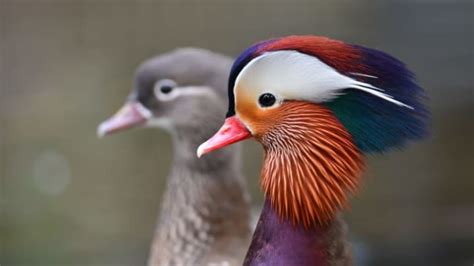 12 Facts About Mandarin Ducks Mental Floss