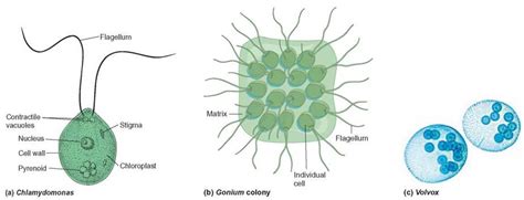 Figure 2117 The Development Of Multicellular Green Algae