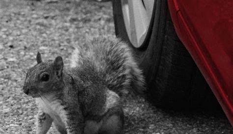 Squirrels Driving You Nuts? Here’s How to Stop Rodents from Chewing Car