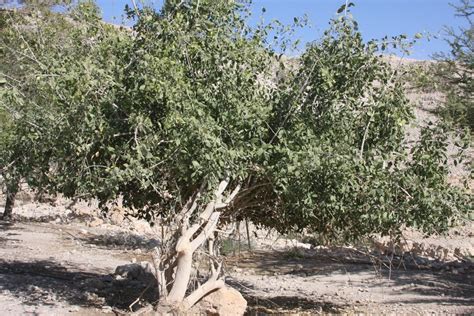 This The The Mustard Tree That Grows In Israel In Mark 430 32 Jesus