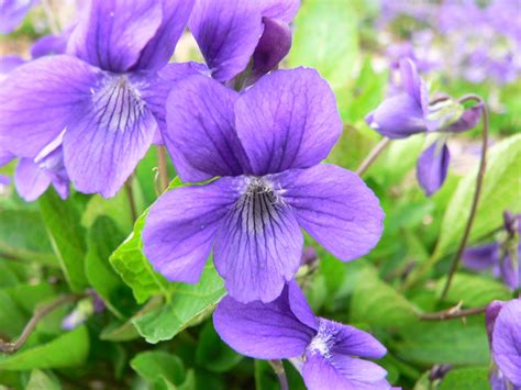 Hookedspur Violetearly Blue Violet Viola Adunca Wholesale