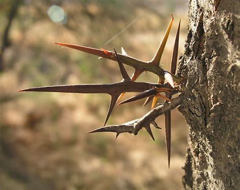 Honey Locust Menacing Thorns Protecting A Sweet Treat Eat The Planet