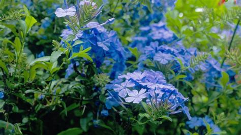 This is because the stems have branched below ground level. Low-Water Flowering Shrubs - Sunset Magazine