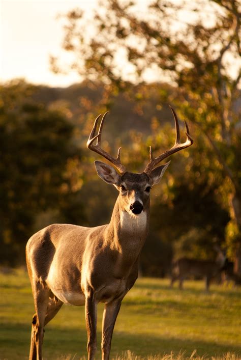 The Majestic White Tailed Deer Columbia Metropolitan Magazine