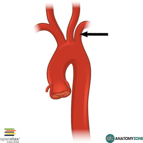 Left Subclavian Artery AnatomyZone