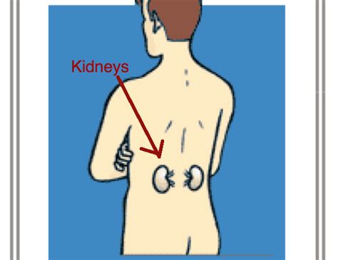 Location organs in the human body by chance, each of them gets the job done and is still in place. So where should our kidneys be?, page 1
