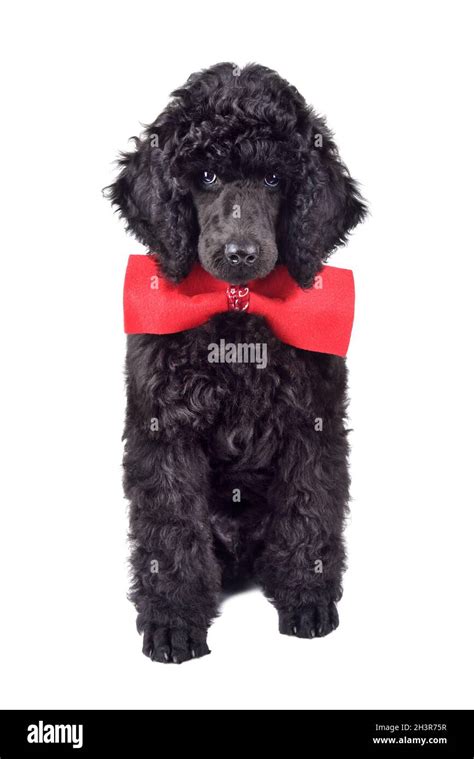 Standard Poodle Puppy Cut Out Stock Images And Pictures Alamy