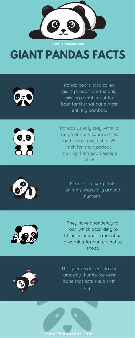 Everything You Need To Know About The Giant Panda The Giant Panda Bear