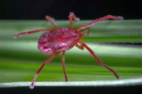 Insects That Look Like Ticks