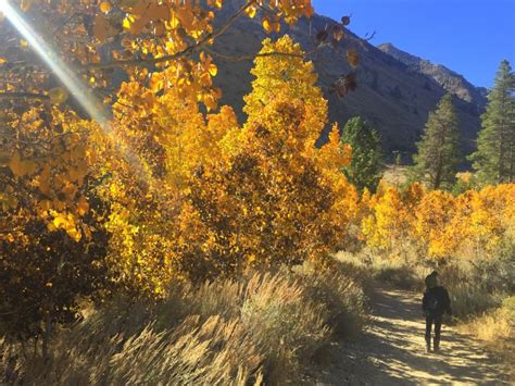 Finding Fall Colors In Bishop California No Back Home