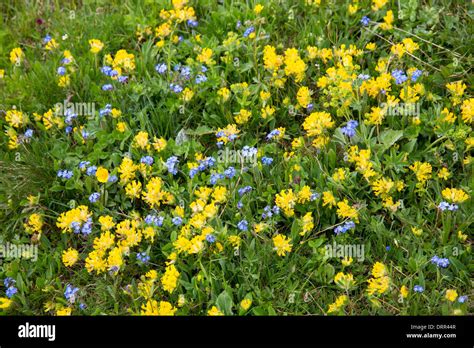 Alpine Wildflowers Forget Me Not Myosotis Alpestris And Mountain