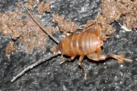 Eastern Ant Cricket Myrmecophilus Pergandei Bugguidenet