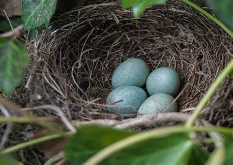 Nest Amselnest Amsel Kostenloses Foto Auf Pixabay Pixabay