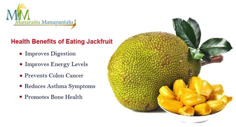 Jackfruit Seeds Nutritional Value Blog Dandk