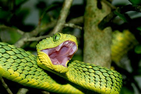 41000 Poisonous Snake Stock Photos Pictures And Royalty Free Images