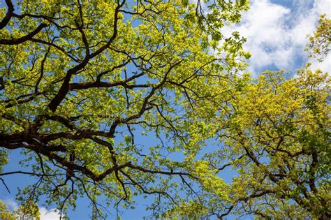Tree Branches Against The Blue Sky Green Leaf Stock Image Image Of