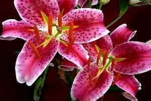 Cats and poisonous flowers and plants. Why are lilies dangerous to cats?