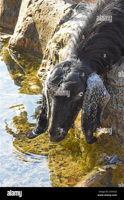 Goats Drinking Water Hi Res Stock Photography And Images Alamy