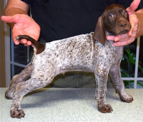 Home German Shorthaired Pointer Puppies