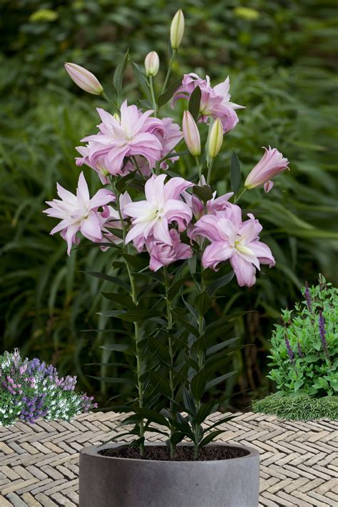 Lotus Spring Lily Bulb