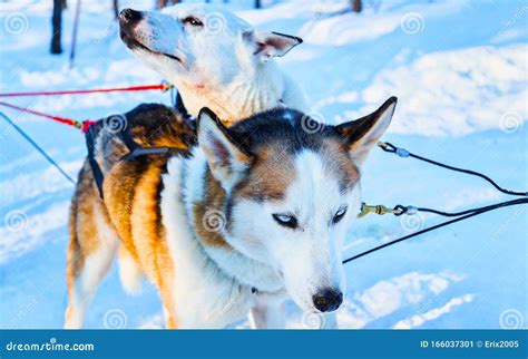 Husky Dogs In Sled In Winter Forest In Rovaniemi Reflex Stock Image