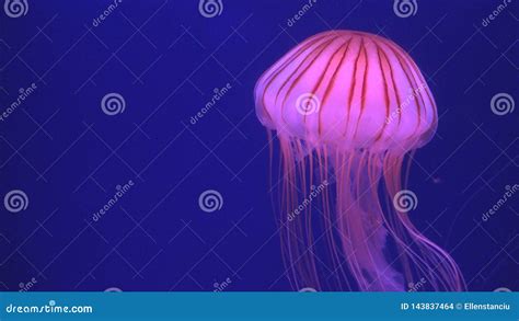 Jellyfish Floating In Aquarium Jellyfishes Swimming Medusa Aquatic