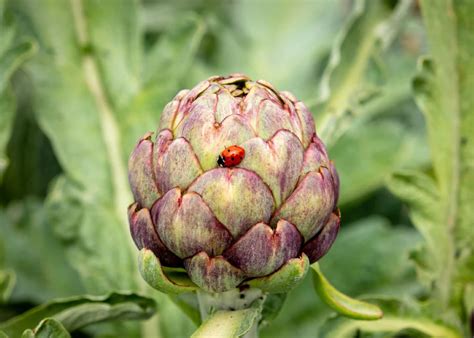 How To Store Artichokes Storables