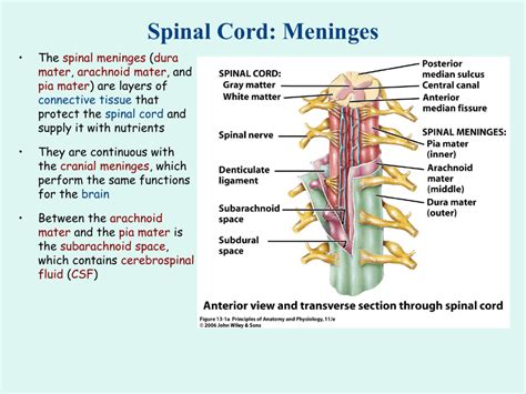 Anatomy Of Spinal Cord Ppt Spinal Cord Anatomy Spinal Cord Spinal