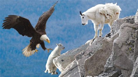 Amazing Eagle Catch Baby Mountain Goat In North America Life Of