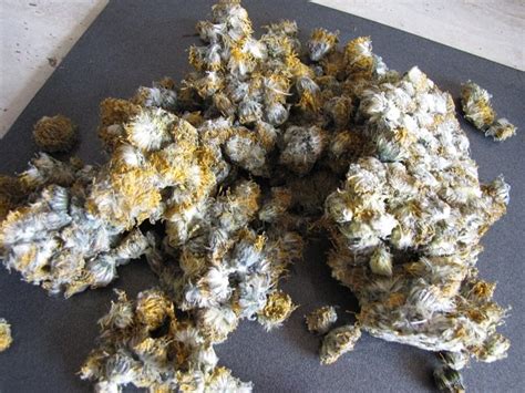 Flowers are still the best way to help share a little light in the world. Growing Things and Making Things: Mouldy dandelions
